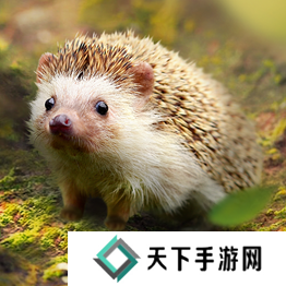 野兽领主新世界异兽图鉴