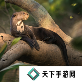 野兽领主新世界异兽图鉴