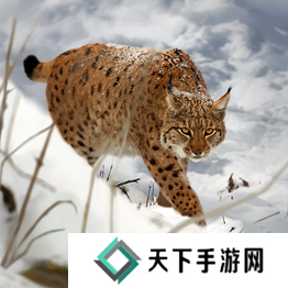 野兽领主新世界异兽图鉴