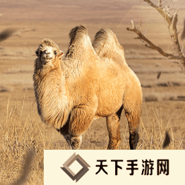 野兽领主新世界异兽图鉴