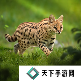 野兽领主新世界异兽图鉴