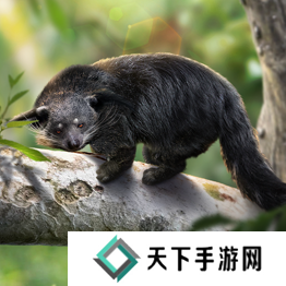 野兽领主新世界异兽图鉴