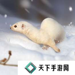 野兽领主新世界异兽图鉴