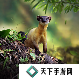 野兽领主新世界异兽图鉴