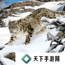 野兽领主新世界异兽图鉴