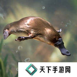 野兽领主新世界异兽图鉴