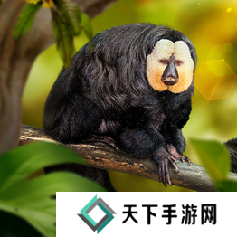 野兽领主新世界异兽图鉴