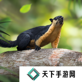 野兽领主新世界异兽图鉴