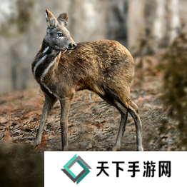 野兽领主新世界异兽图鉴