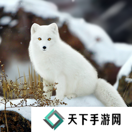 野兽领主新世界异兽图鉴