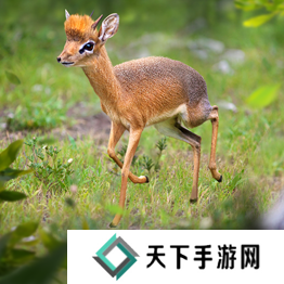 野兽领主新世界异兽图鉴