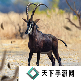 野兽领主新世界异兽图鉴