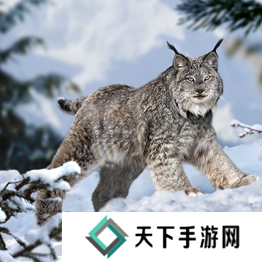 野兽领主新世界异兽图鉴