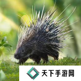 野兽领主新世界异兽图鉴