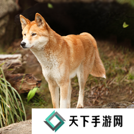 野兽领主新世界异兽图鉴