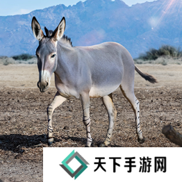 野兽领主新世界异兽图鉴