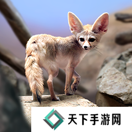 野兽领主新世界异兽图鉴